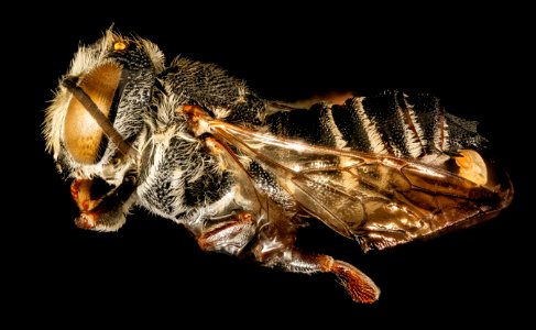 Coelioxys octodentata, m, left side, Maryland 2016-04-07-15.57