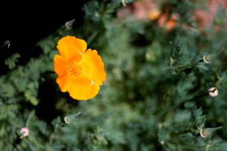 Poppy Spin