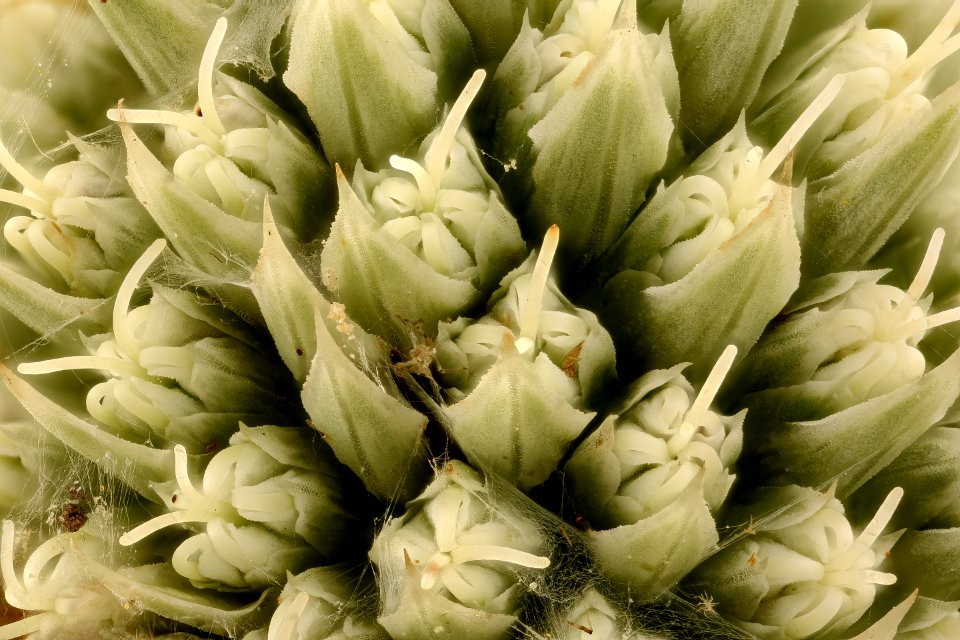 Eryngium yuccifolium 2, Rattlesnake master, Howard County, MD 2017-08-07-16.35