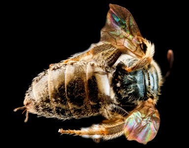 Lasioglossum creberrimum, U, back2, Texas 2012-10-25-14.47.52 ZS PMax