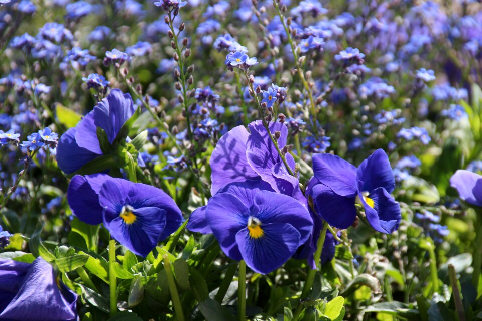 Wishbone flower violet pansy