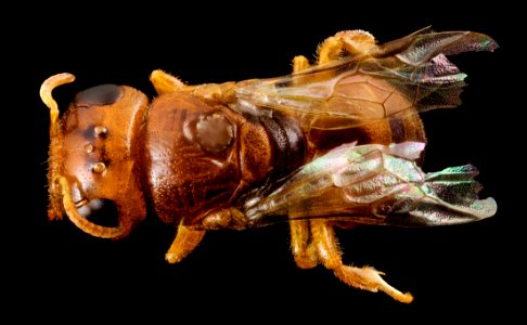 Pachyprosopis cornuta, f, australia, back 2014-11-02-01.15.17 ZS PMax photo