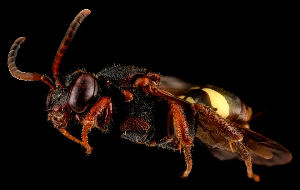 Nomada vicina, F, side, Connecticut, Hartford County 2012-12-18-17.02.25 ZS PMax