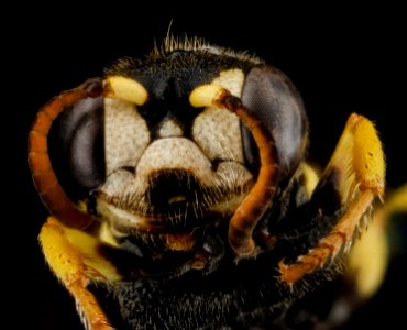 Cerceris hatuey, Female, Face, Guantanamo Bay, Cuba 2012-11-01-16.50.59 ZS PMax