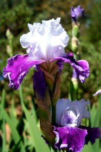 Iris Color Explosion