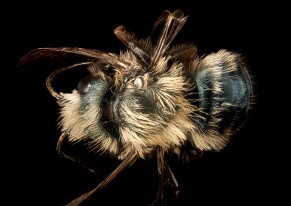 Osmia californica, m, wy, lincoln, back 2015-11-20-21.09