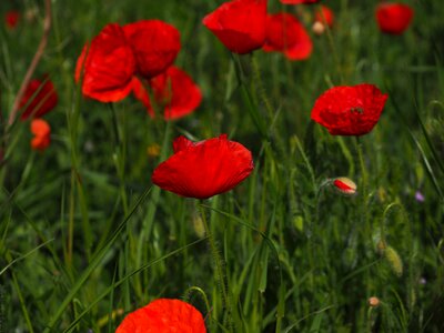 Klatschmohn poppy flower poppy