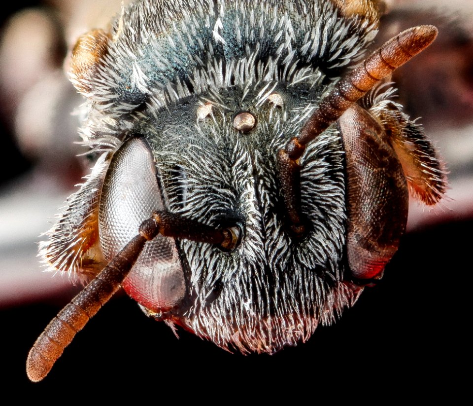 Macrotera latior, female, face 2012-07-31-19.02.33 ZS PMax