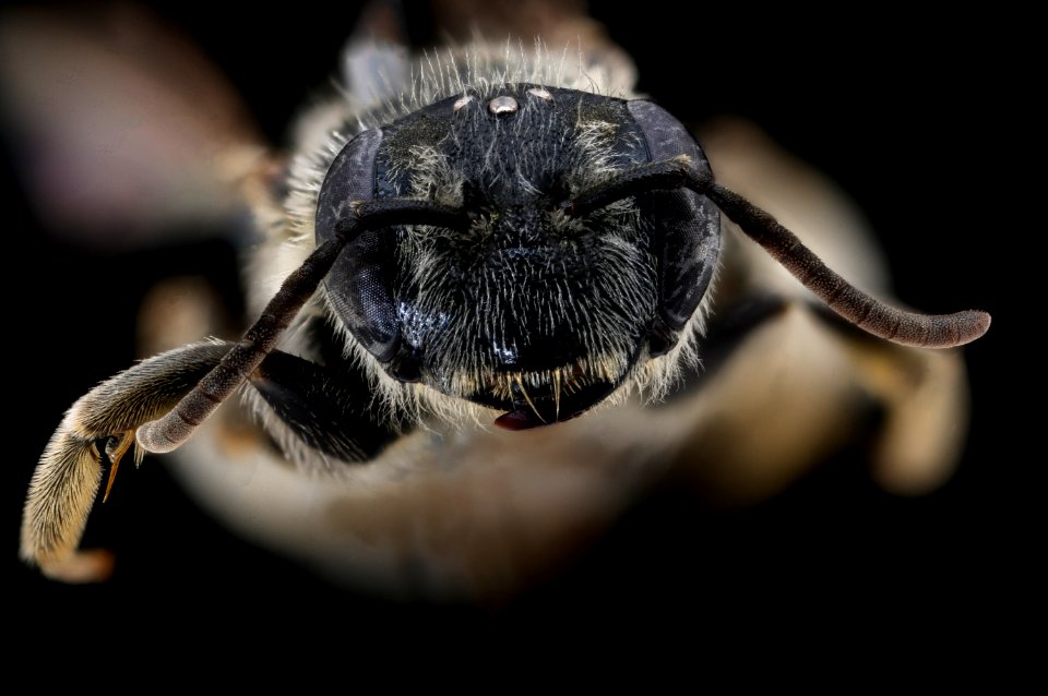 Andrena rehni, f, face, New Haven Co. CT 2020-02-17-14.48.56 ZS PMax UDR