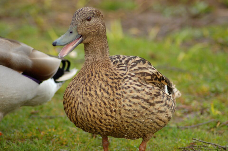 Bird animal ducks