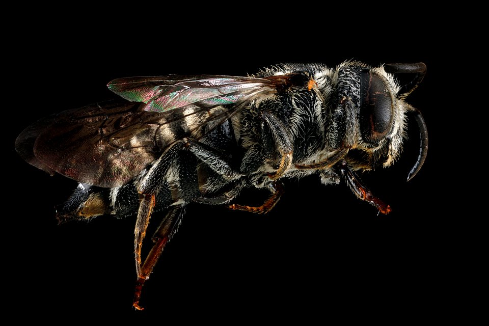 Coelioxys modesta,-male,-side 2012-07-16-18.28.04-ZS-PMax