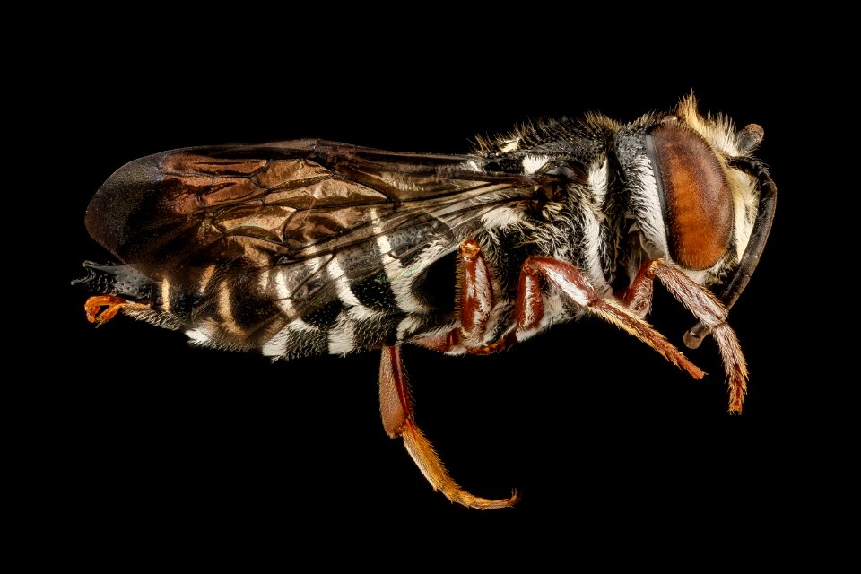 Coelioxys vigilans, M, rt side, Dominican Republic 2012-10-09-11.25.02 ZS PMax