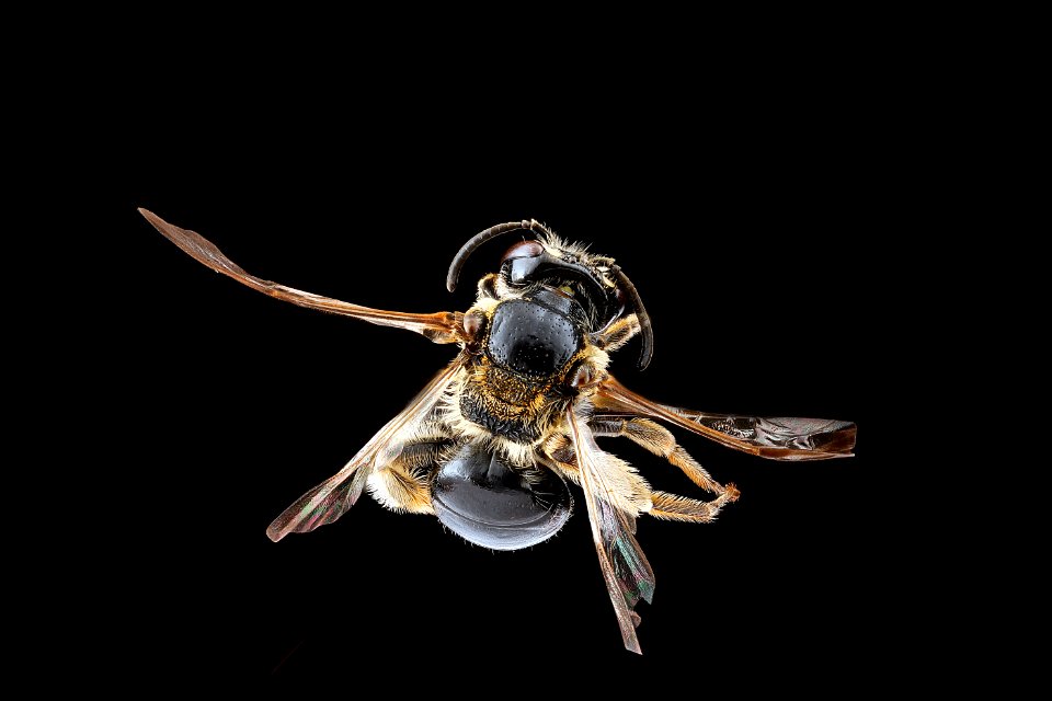 Andrena nuda, female, back 2012-08-03-17.13.31 ZS PMax