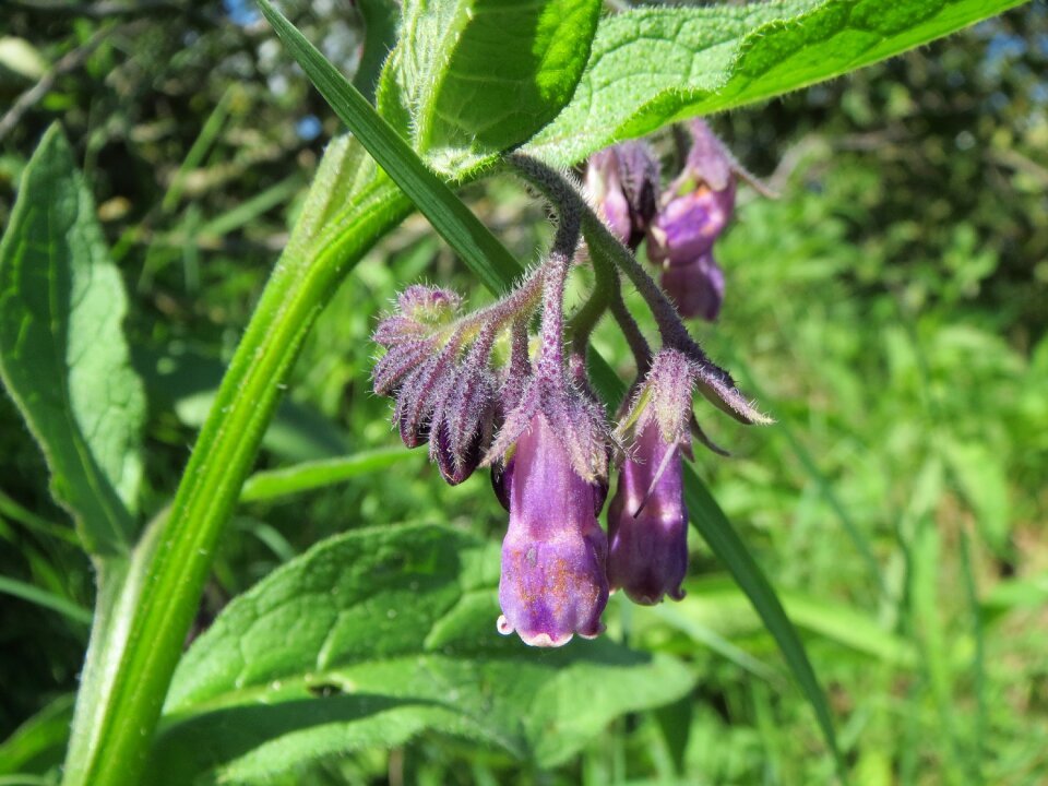 Quaker comfrey cultivated comfrey boneset