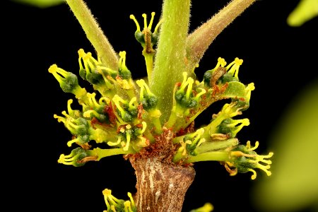 Xanthoxylum americanum, Prickly-ash, Howard County, Md,  2018-05-17-23.55.42 ZS
