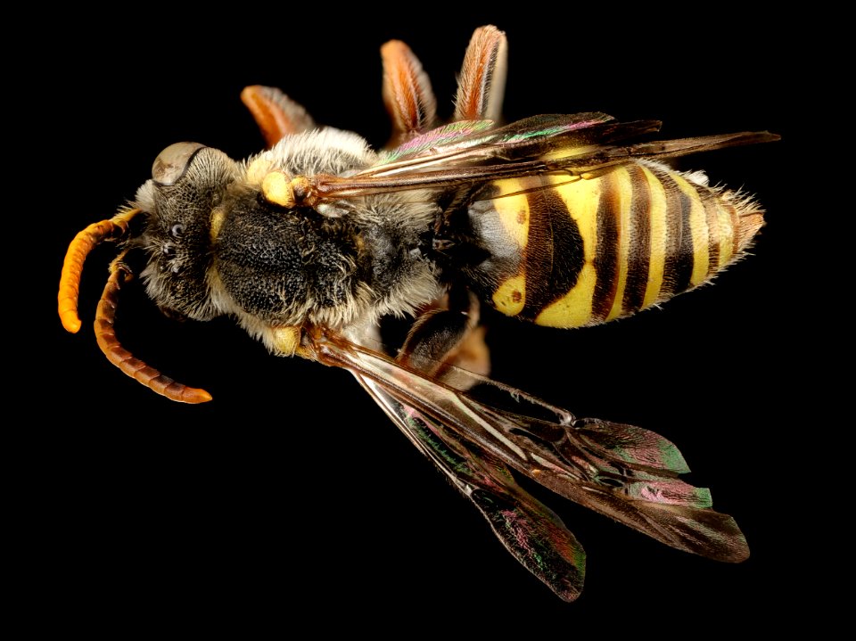Nomada seneciophila, m, back, md, charles county 2015-11-20-17.52