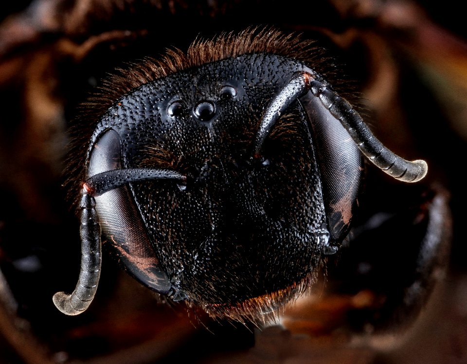 Dieunomia heteropoda, female, face, Anne Arundel County 2012-10-02-11.14.04 ZS PMax