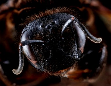 Dieunomia heteropoda, female, face, Anne Arundel County 2012-10-02-11.14.04 ZS PMax photo