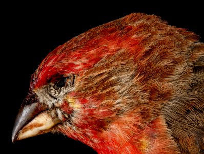 House Finch, M, side of face, Convention Center, 5.25.12 2013-04-12-14.15.04 ZS PMax