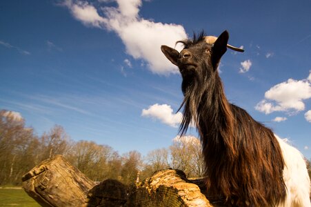 Farm animal children photo