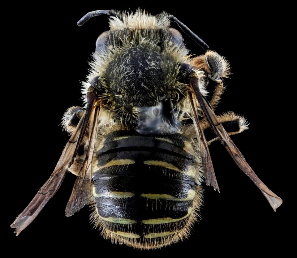 Anthidium tenuiflorae, F, back Keweenaw County, MI 2013-10-31-11.17.34 ZS PMax