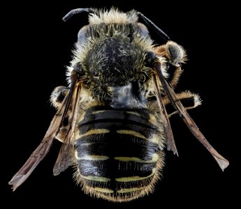 Anthidium tenuiflorae, F, back Keweenaw County, MI 2013-10-31-11.17.34 ZS PMax