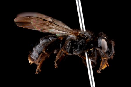 Dufourea maura, female, side clean