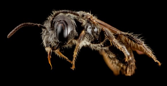 Rophitulus species, side, brazil 2014-08-06-10.20.38 ZS PMax photo