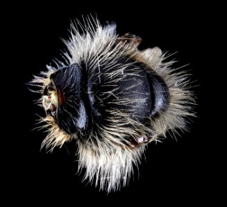 Andrena-miserabilis,-male,-pronotal-collar,-dorsal-view 2012-06-19-15.40.56-ZS-PMax photo