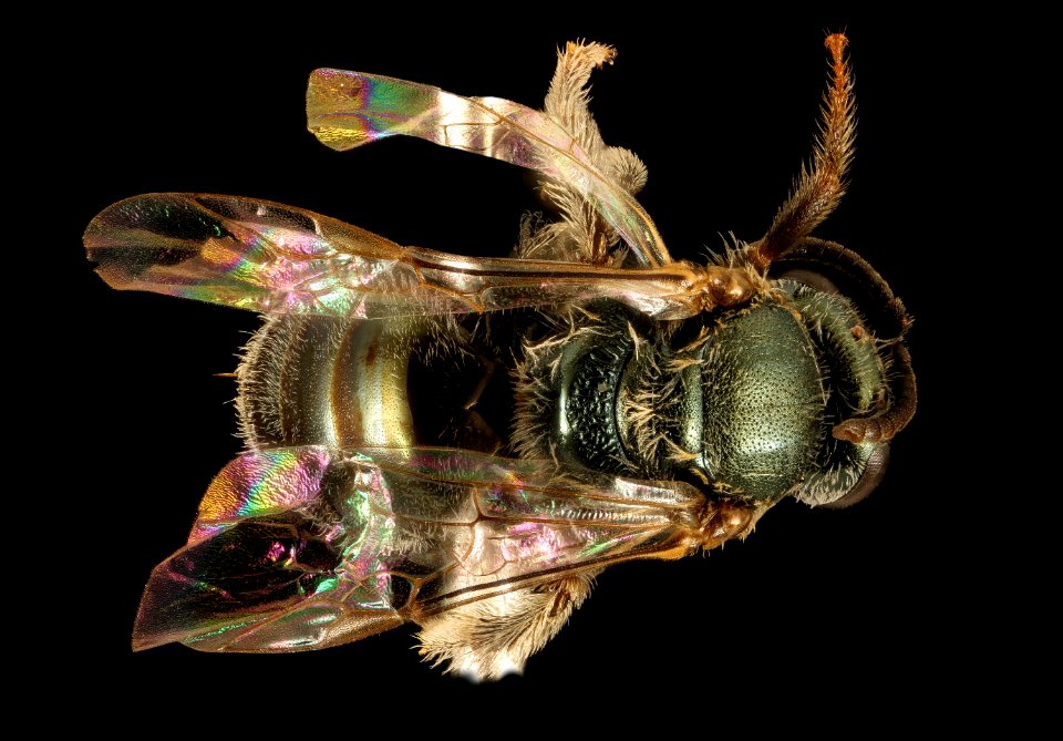 Lasioglossum microlepoides, F, Back, AZ, Pima County 2015-08-25-11.36.11 ZS PMax UDR
