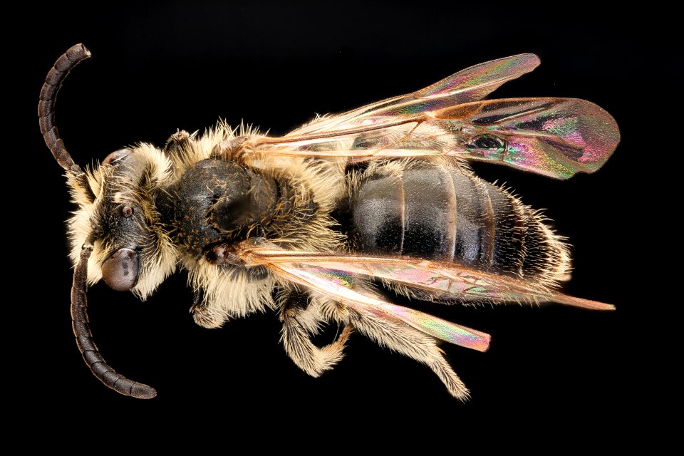 Andrena nasonii, m, back, Pr. George's, MD 2018-05-29-14.28