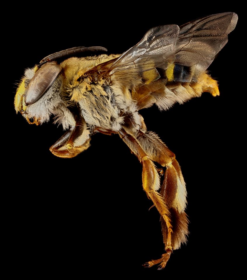 Centris fasciata, male, rt. side 2012-06-27-16.38.08 ZS PMax