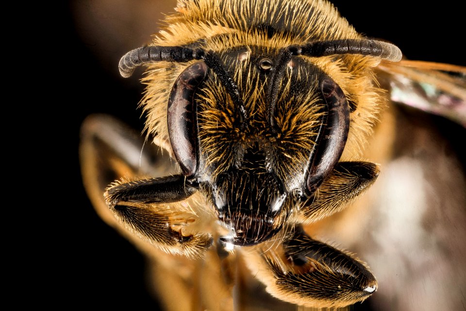 Lasioglossum egregium, F, Face, UT, Garfield County 2014-07-14-17.14