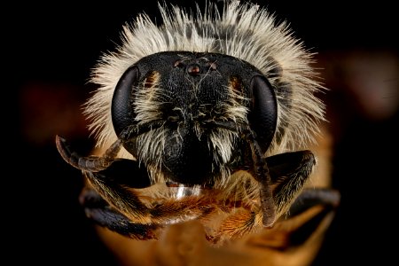 Andrena-gardineri,-female,-face 2012-07-02-16.05.20-ZS-PMax photo