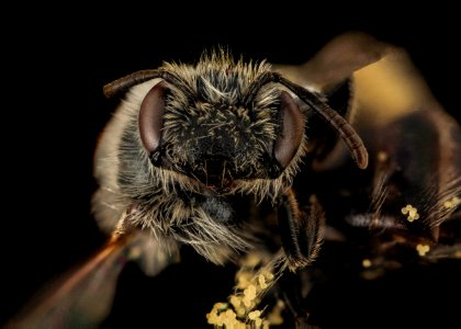 Andrena distans, F, Face, VA, Gales County 2014-01-23-16.29