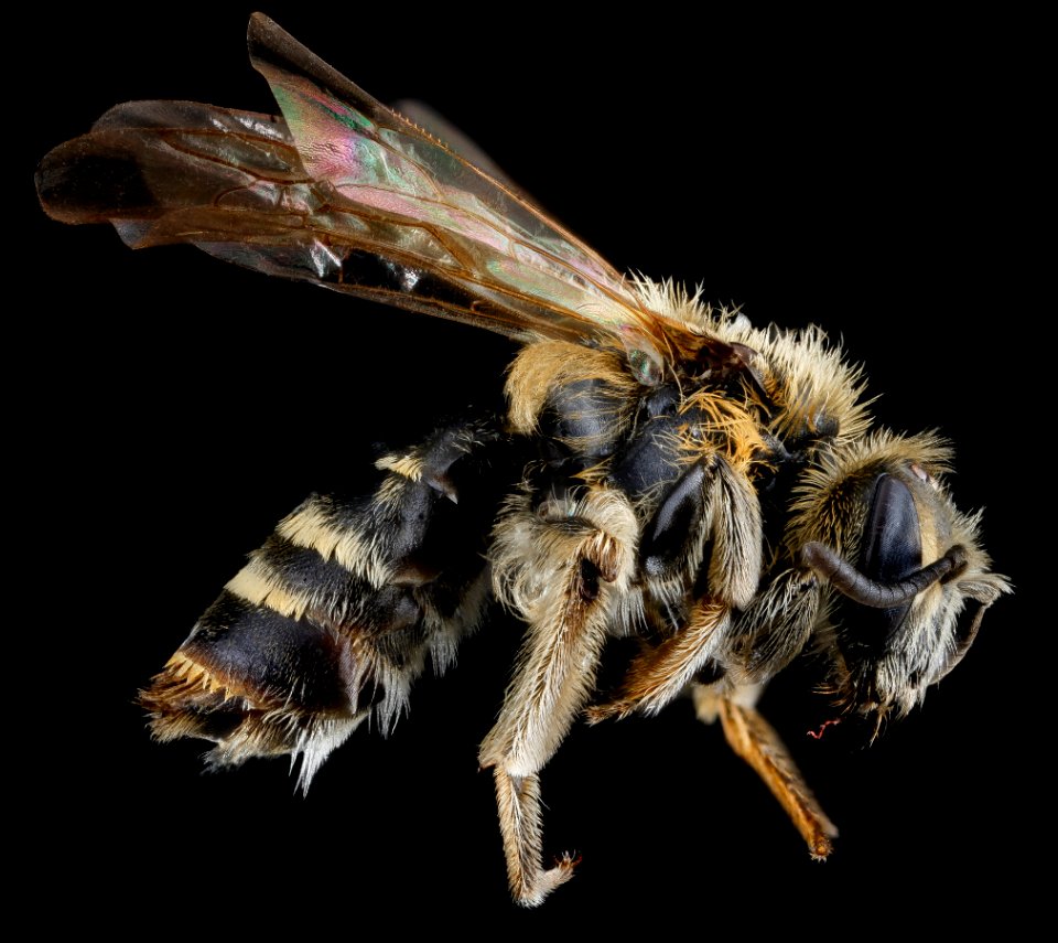 Andrena nasonii, F, side, New York, Kings County 2013-02-07-14.17.02 ZS PMax