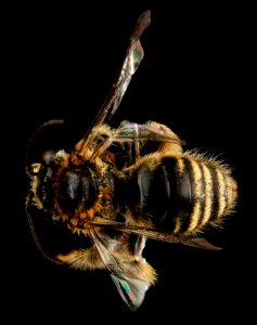 Exomalopsis analis, M, back, Dominican Republic, La Ve 2012-12-11-14.23.07 ZS PMax photo