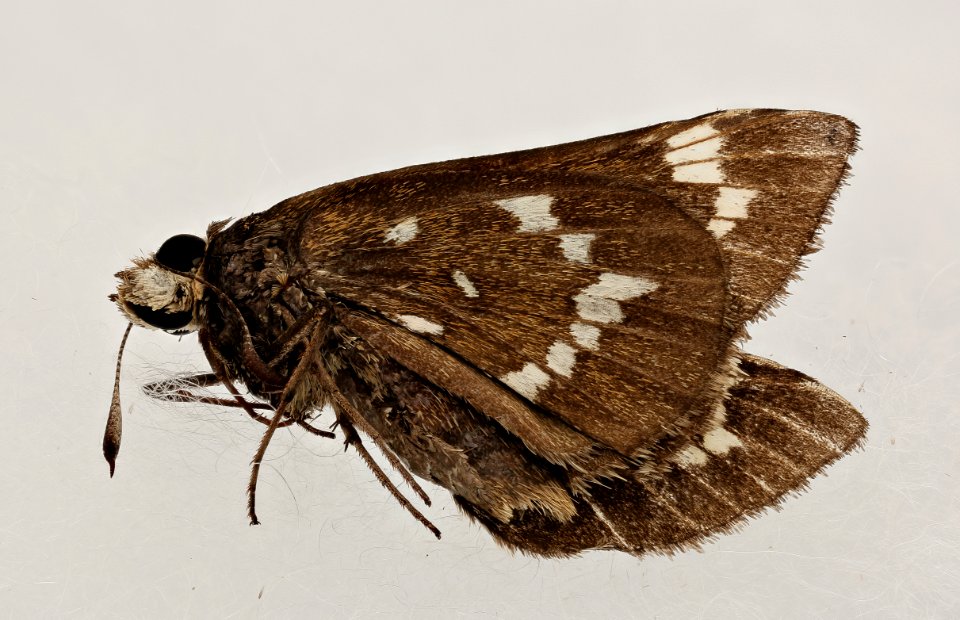 Atrytonopsis quinteri, crystal skipper, nc, side 2019-08-09-20.52.03 ZS PMax UDR