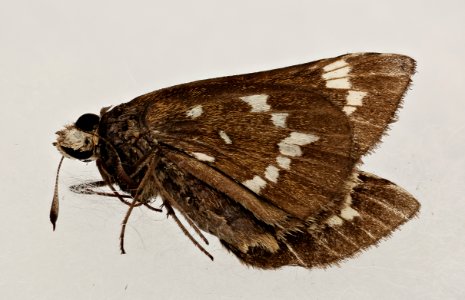 Atrytonopsis quinteri, crystal skipper, nc, side 2019-08-09-20.52.03 ZS PMax UDR