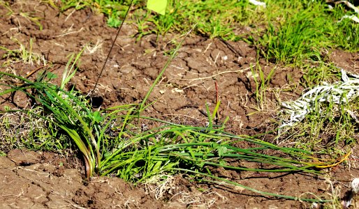 A translocated brodiaea plant