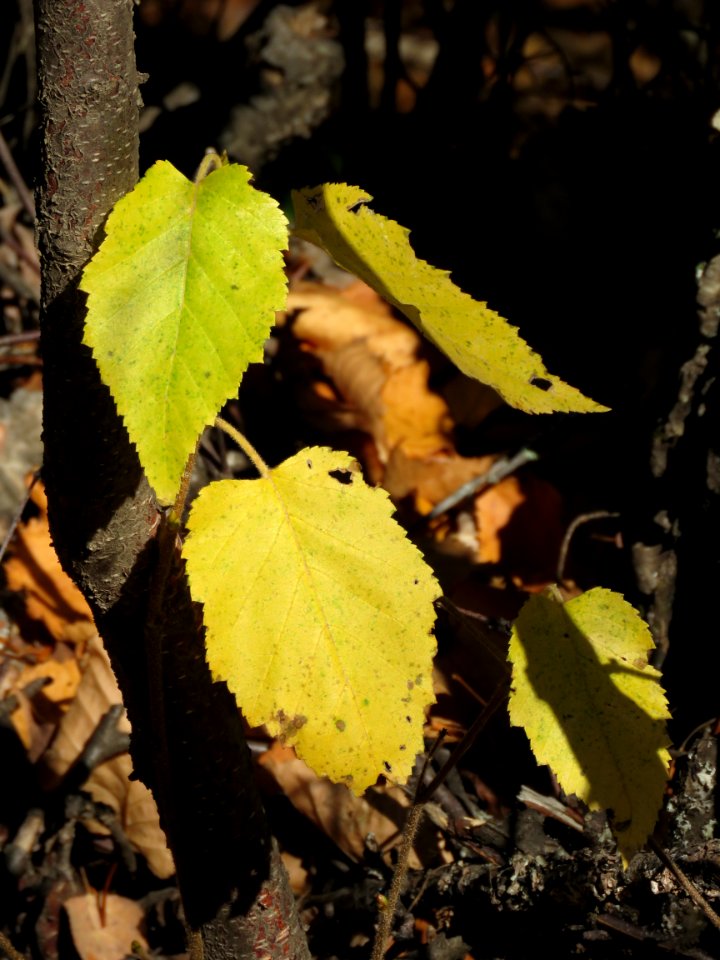 20201013-FS-Superior-SAR-002