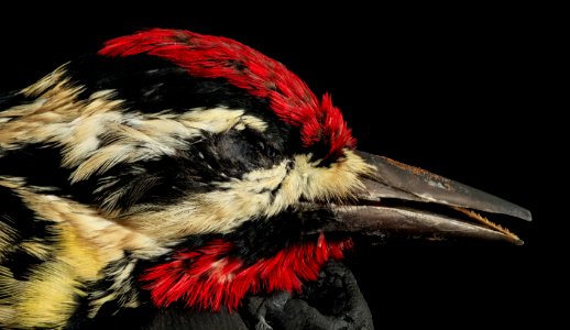 sapsucker, head, dc 2014-05-06-16.15.42 ZS PMax photo