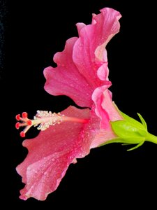 Flower pink flower natural