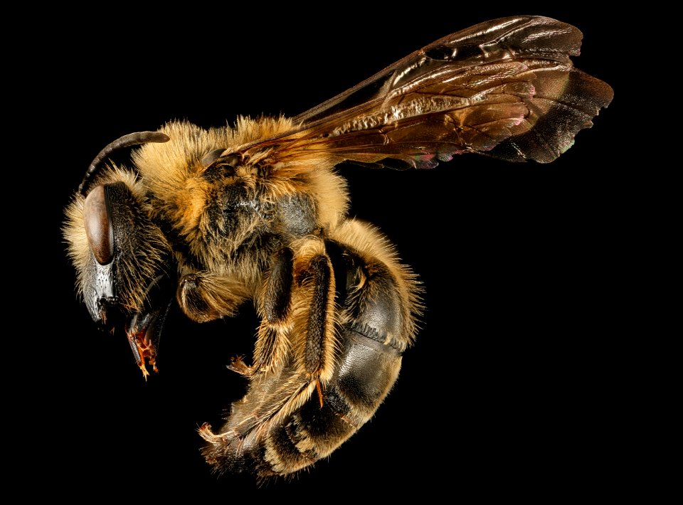 Colletes validus, f, left side, Providence Co., RI 2017-03-09-13.42