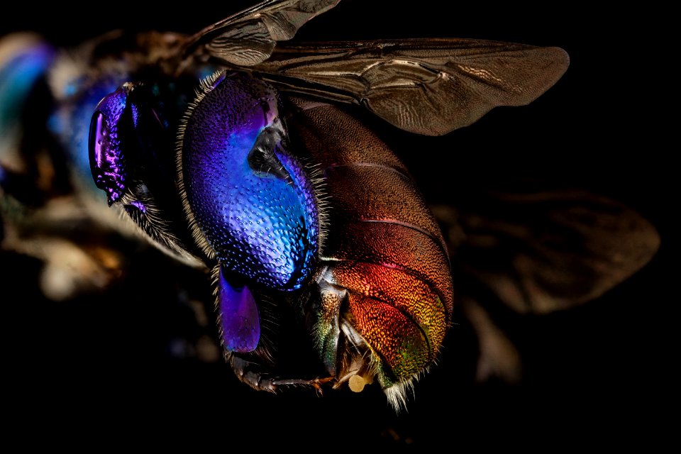 orchid bee purple, m, guiana, 3 2014-11-04-12.09.45 ZS PMax