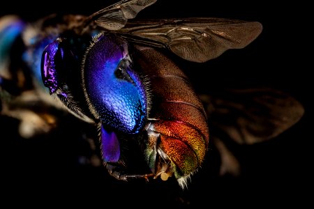 orchid bee purple, m, guiana, 3 2014-11-04-12.09.45 ZS PMax photo