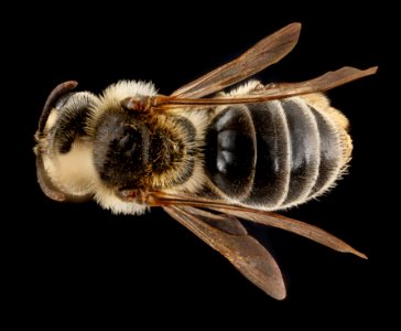 Andrena krigiana, female, back 2012-08-06-18.10.32 ZS PMax photo