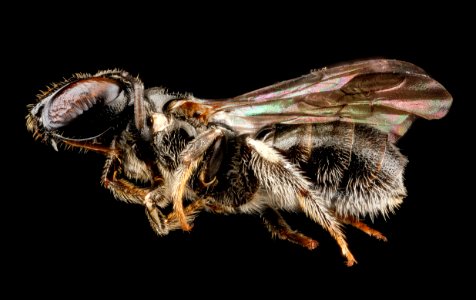 Ceratina guarnacciana, F, side, Dominican Republic 2012-10-25-15.09 photo