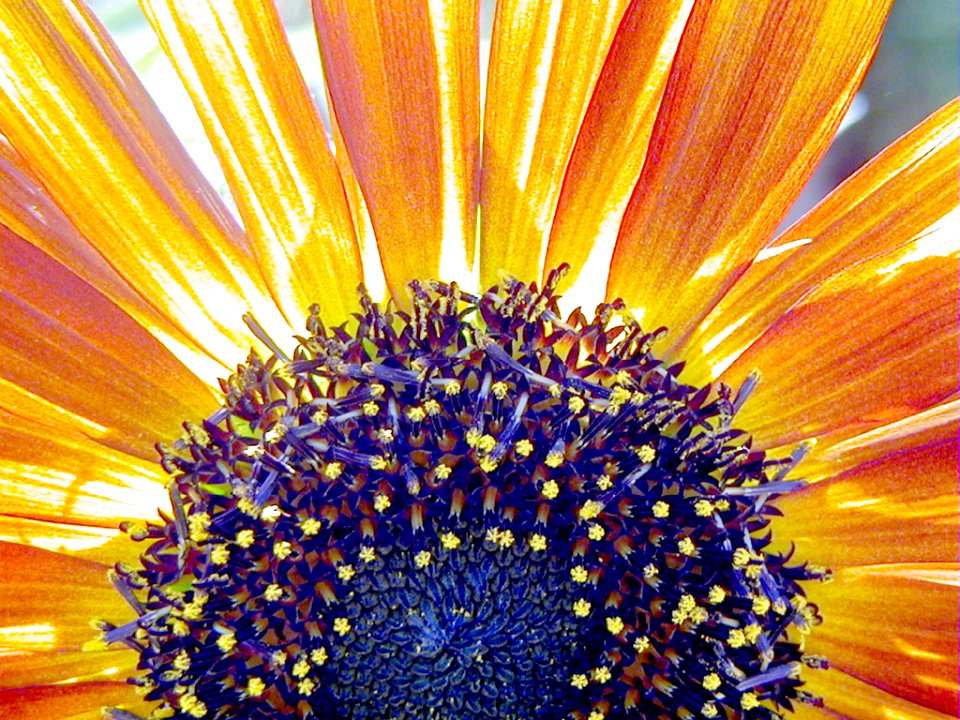 The Sunflower Rises