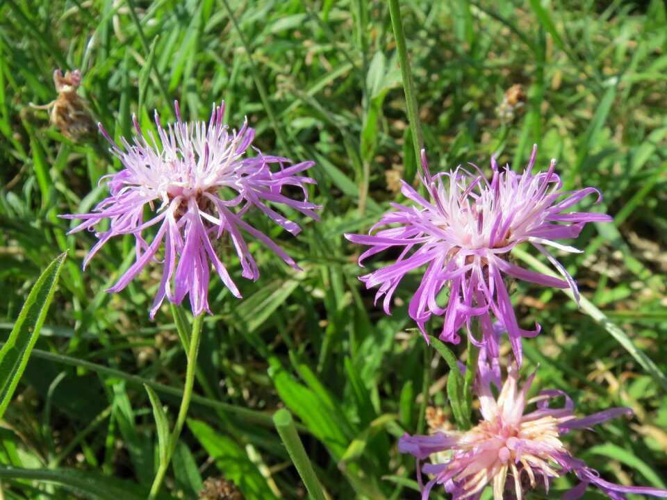 Wildflower flora botany